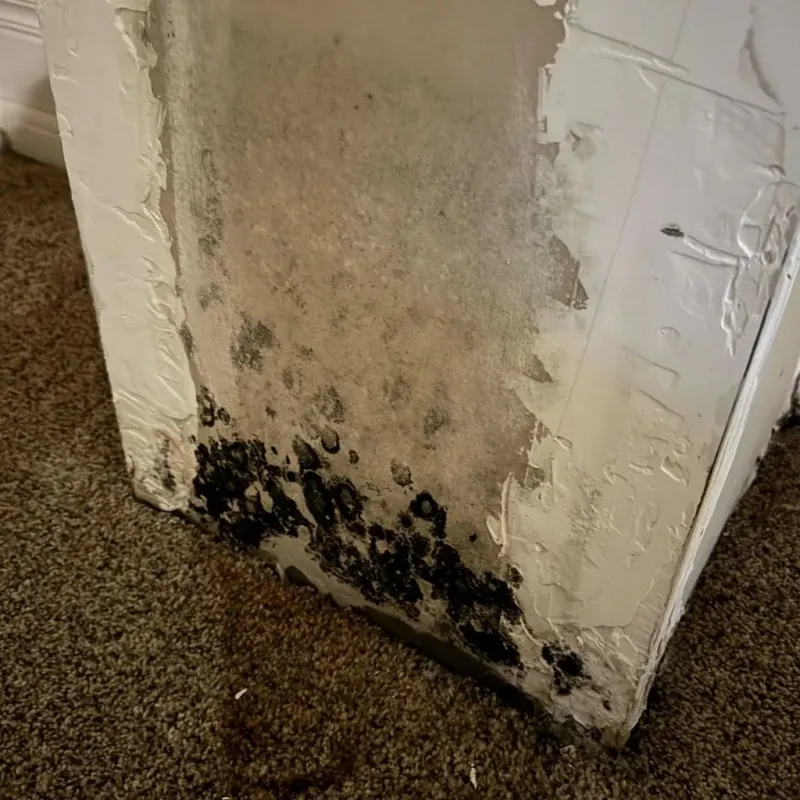 Professional Mold Removal in Providence, UT